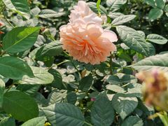 -人民公园(罗湖区)