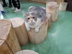 -藦茜花园宠物主题亲子互动体验馆(国顺东路店)