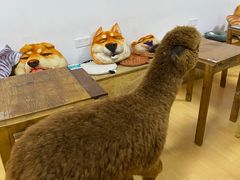 -猫色咖啡·猫咖