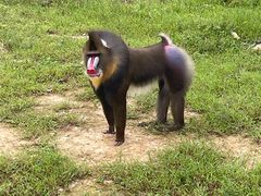 -杭州野生动物世界