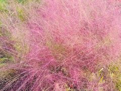 -春花秋色城市公园