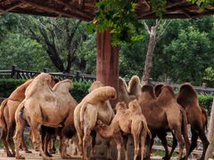 -石家庄市动物园