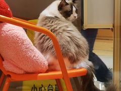 -1013 PET SHOP精品宠物商店(丁香店)