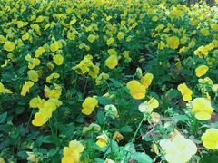 -长春公园(普阳街道)