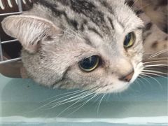 -佳怡动物医院·平价24小时·猫专科骨外科