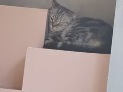 -猫儿山۰猫主题餐厅