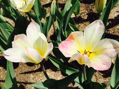 -长春公园(普阳街道)