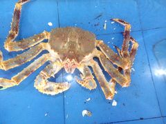 -山东八大碗山东老字号