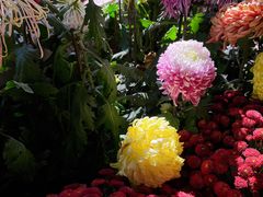 -杭州植物园