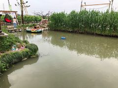 -樂桃源奉贤黄桃种植采摘基地