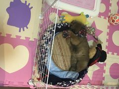 -翊宠yipet猫狗购宠庄园犬舍•猫舍