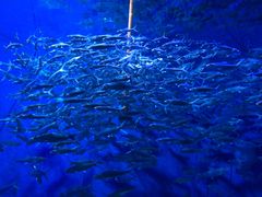 -成都浩海立方海洋公园