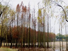 -昆山城市生态森林公园