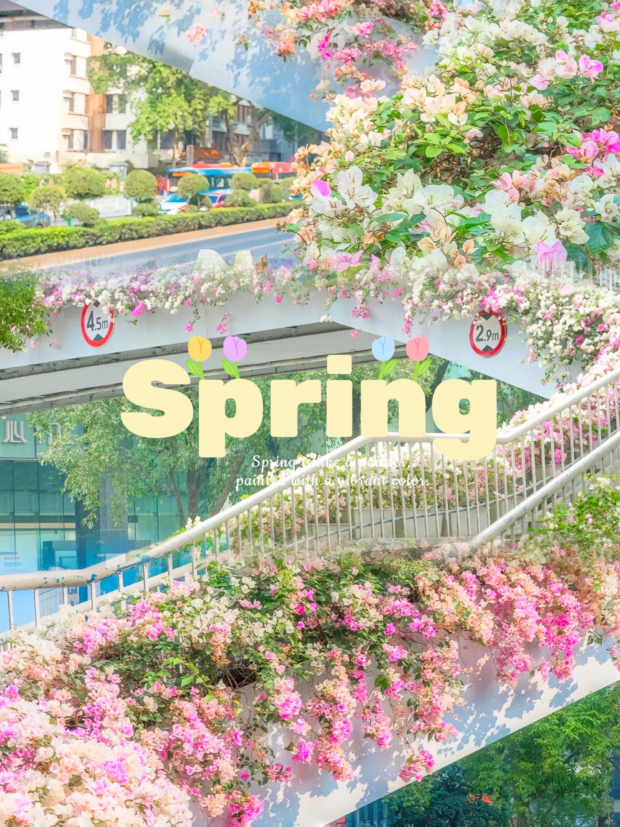 东风中路的三角梅花瀑惊艳全程!