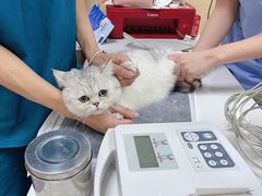 -康成宠物医院24H·CT·核磁共振