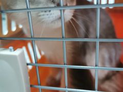 -东方名猫馆·英短金渐层布偶猫舍(环线广场1号楼店)