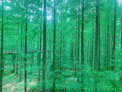 -黄海国家森林公园