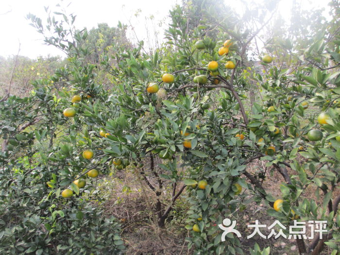 青浦採摘阿斌草莓園農家樂四季果園(阿斌農家樂)圖片 - 第130張