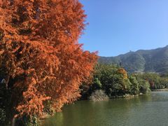-深圳仙湖植物园