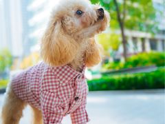 -爱宠屋pet shop·宠物洗澡·宠物美容