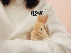 -浣熊柯尔鸭土拨鼠·电玩咖