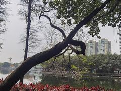-荔湾湖公园