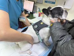 -美联众合动物医院·24h转诊中心