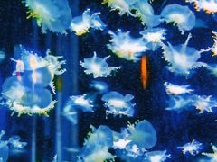 -太平洋海底世界博览馆·展览厅