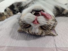 -佳雯宠物医院(四明中路分院)