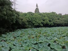 -八卦田遗址公园