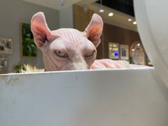 -藏猫猫咖啡主题馆(中央大道店)