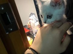 -Bastet sally猫舍购宠(静安店)