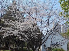 -月湖风景区