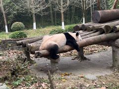 -都江堰中华大熊猫苑