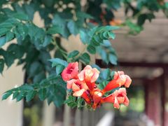 -洛阳市隋唐城遗址植物园