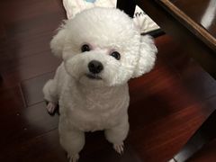 -艾贝尔宠物医院 ·内科全科(梁溪路店)