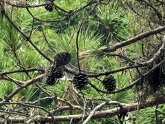 -广州白江湖森林公园