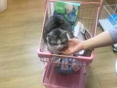 -70cat德文卷毛猫·缅因猫纯种猫舍