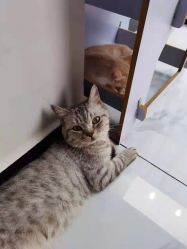 -飞梵造型