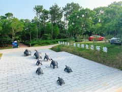 -广东惠东海龟国家级自然保护区