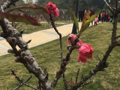 -神光山国家森林公园