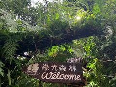 -绿光森林餐厅