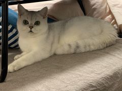 -喵zoo家庭繁育猫舍(尖东智能花园店)