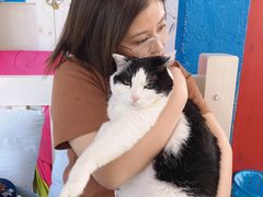 -Anne猫窝咖啡屋