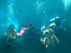 -海棠湾洲际-涛·海底餐厅·美人鱼·自助餐·海底隧道