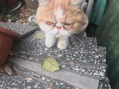 -关爱宠物医院·猫科中心·消化科(滨湖万达分院)