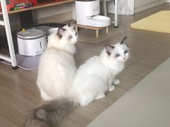 -纳吉亚猫专科动物诊疗中心(蒋宅口分院)