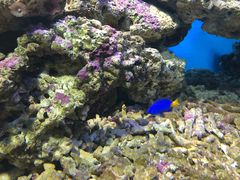 -御唐府海珊瑚主题餐厅