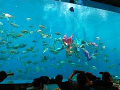 -瑞德姆美人鱼海底演艺主题餐厅(亚龙湾店)