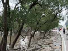 -宝安西湾红树林湿地公园